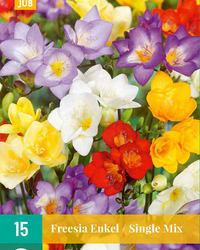 Freesia enkel mix 15st