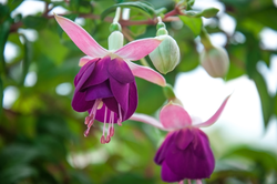 Fuchsia