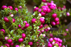 Gaultheria