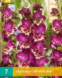 Gladiolus circus color 7st