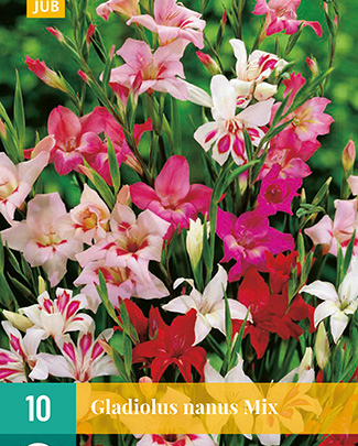 Gladiolus nanus mix 10st