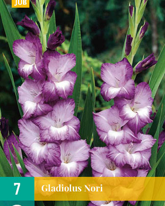 Gladiolus nori 7st