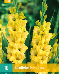 Gladiolus nova lux 10st