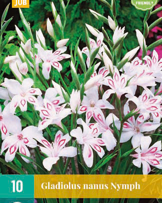 Gladiolus nymph 10st