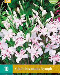 Gladiolus nymph 10st