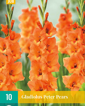 Gladiolus peter pears 10st