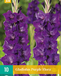 Gladiolus purple flora 10st