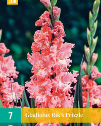 Gladiolus riks frizzle 7st
