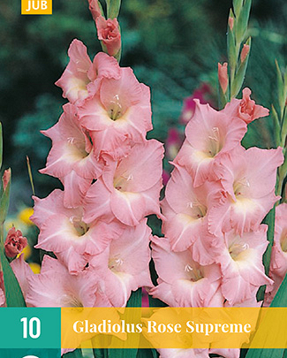 Gladiolus rose supreme 10st