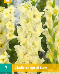 Gladiolus speed date 7st