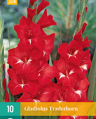 Gladiolus traderhorn 10st