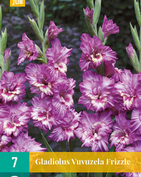 Gladiolus vuvuzela frizzle 7st