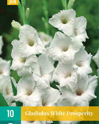 Gladiolus white prosperity 10st