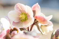 Helleborus - Kerstroos