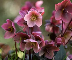 Helleborus - Kerstroos