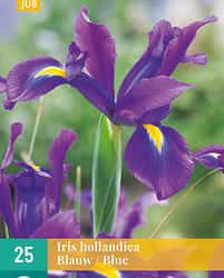 Iris hollandica blauw 25st