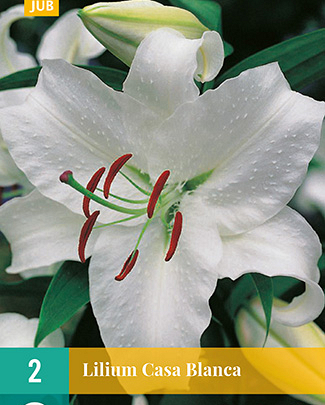 Lilium casa blanca 2st