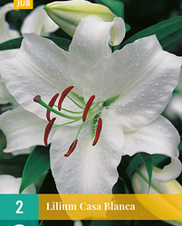 Lilium casa blanca 2st