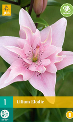 Lilium elodie 1st