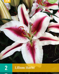 Lilium hachi 2st