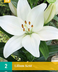 Lilium kent 2st