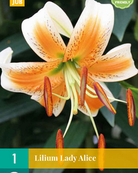 Lilium lady alice 1st