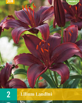 Lilium landini 2st
