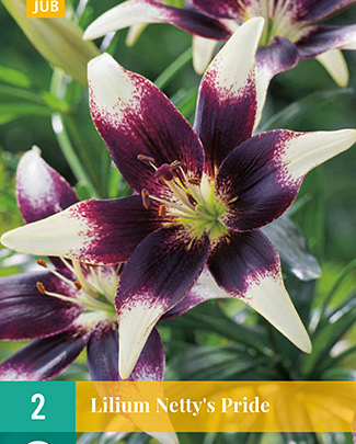 Lilium nettys pride 2st