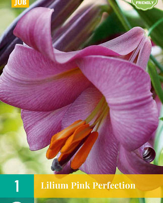 Lilium pink perfection 1st