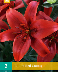 Lilium red county 2st
