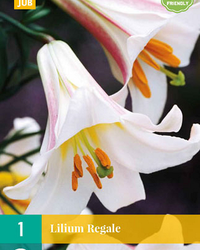 Lilium regale 1st