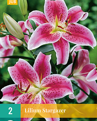 Lilium stargazer 2st