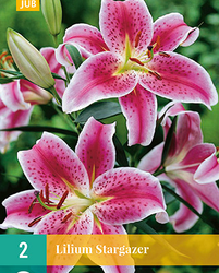 Lilium stargazer 2st