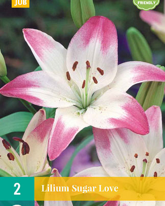 Lilium sugar love 2st