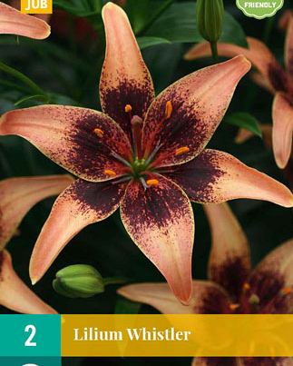 Lilium whistler 2st