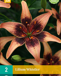 Lilium whistler 2st