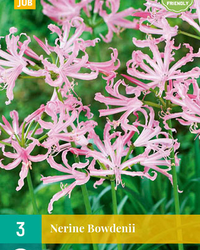 Nerine bowdenii 3st