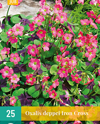 Oxalis deppei iron cross 25st