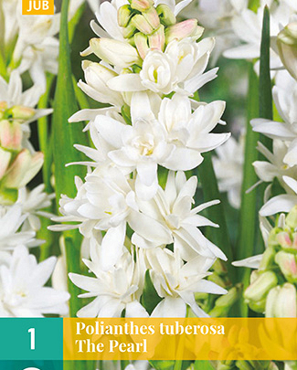 Polianthes tuberosa the pearl 1st