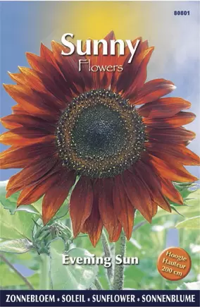 Sunny Flowers - Evening Sun