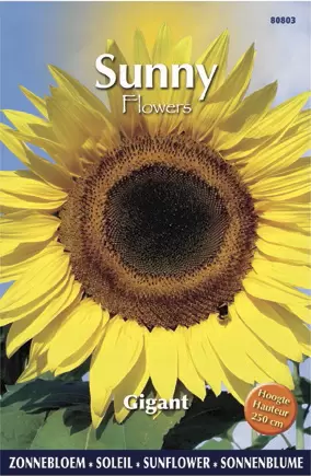 Sunny Flowers - Gigant