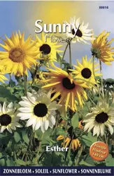 Sunny Flowers - Esther