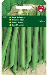 Stam (Lage) Slabonen Prelude Z.