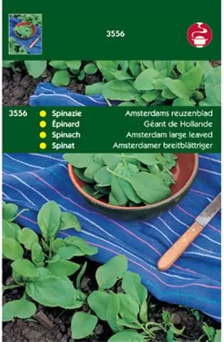 Spinazie Amsterdams Reuzenblad S