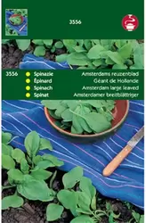 Spinazie Amsterdams Reuzenblad S