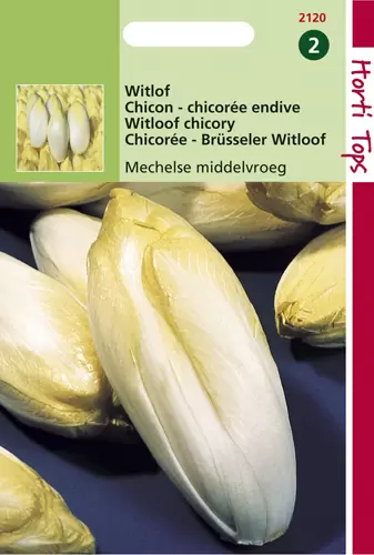 Brusselse Witlof Mechelse Midden