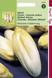 Brusselse Witlof Mechelse Midden