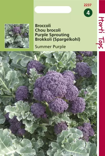Broccoli Summer Purple