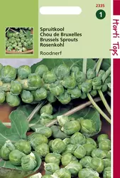 Spruitkool Roodnerf