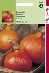 Pompoenen Oranje Zon